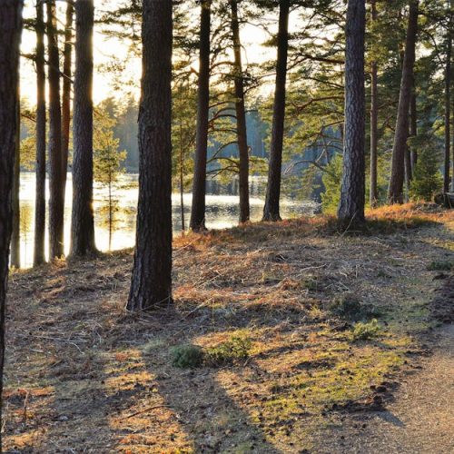 A tranquil forest path under a warm sunrise beside a shimmering lake in Sweden.